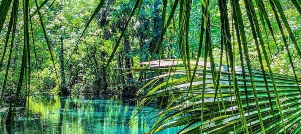 There are several ways to enjoy Ginnie Springs – float, camp or dive into your next adventure! Perhaps the best cave systems ( and most infamous) known to the Florida are here at Ginnie. Certified divers can explore the Devils Spring System, the Ginnie Ballroom and the Santa Fe River. Divers brave enough to descend to the bottom will be rewarded with a breath-taking view as they look skyward – gasp! Ginnie Cavern is among the handful of sites that experts consider sufficiently safe to allow exploration by divers who lack formal cavern or cave diver training.